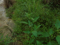 Hyptis capitata
