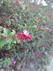 Heterocentron subtriplinervium