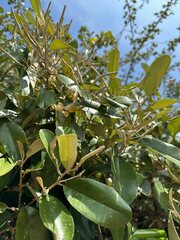 Chrysophyllum oliviforme