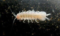 Stenasellidae