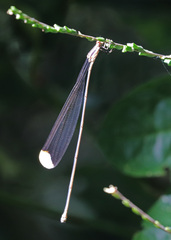 Mecistogaster ornata