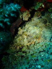 Scorpaenopsis