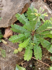 Biophytum sensitivum