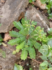 Biophytum sensitivum