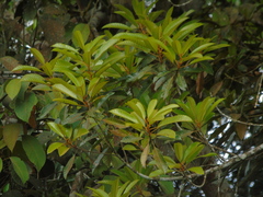 Palaquium