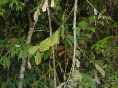Korthalsia