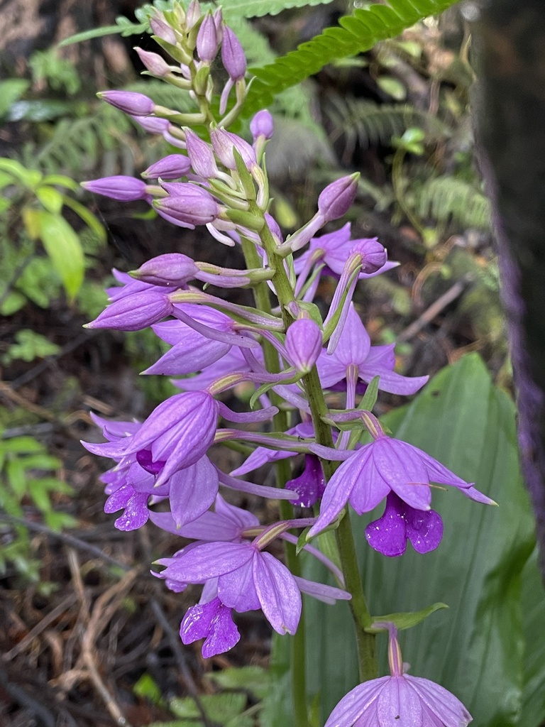 Calanthe sylvatica