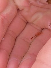 Eubranchipus vernalis