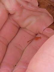 Eubranchipus vernalis