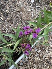Vernonia fasciculata