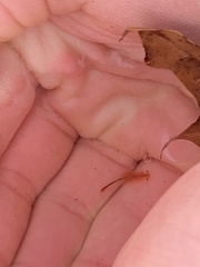 Eubranchipus vernalis