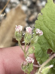Ageratina viscosissima