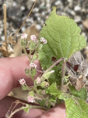 Ageratina viscosissima