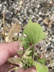 Ageratina viscosissima