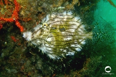 Chaetodermis penicilligerus