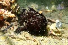 Antennarius striatus