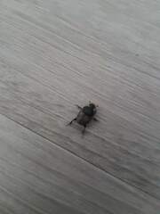 Onthophagus nuchicornis