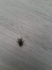 Onthophagus nuchicornis