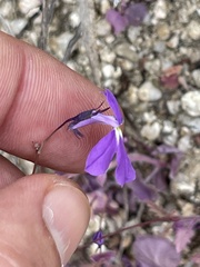 Lobelia aurita