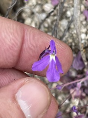 Lobelia aurita