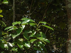 Elaeocarpaceae