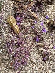 Lobelia aurita