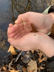 Eubranchipus vernalis