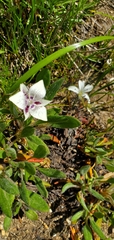 Calochortus elegans