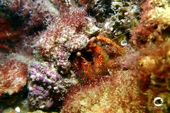 Dardanus crassimanus