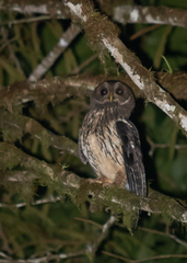 Strix virgata