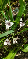 Calochortus elegans