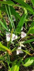 Calochortus elegans