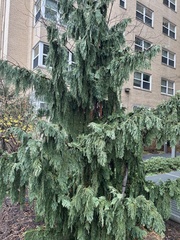 Cupressus pendula