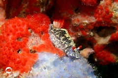 Hypselodoris saintvincentius