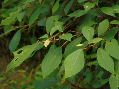 Ficus grossularioides