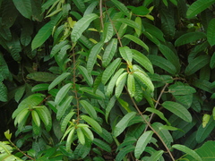 Anodendron candolleanum