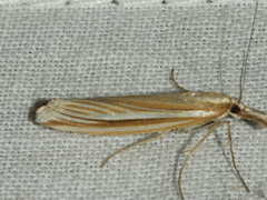 Hednota grammellus