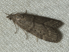 Heteromicta pachytera
