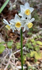 Narcissus tazetta