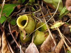 Nepenthes ampullaria