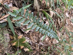 Polystichum prionolepis