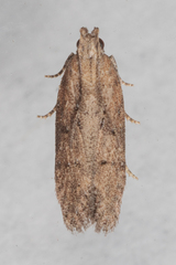 Hypatima