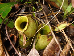 Nepenthes ampullaria