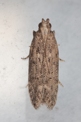 Hypatima