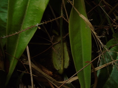 Nepenthes ampullaria