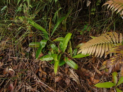 Nepenthes ampullaria