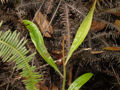 Nepenthes ampullaria