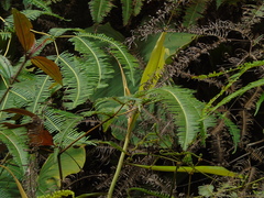 Nepenthes ampullaria
