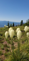 Xerophyllum tenax