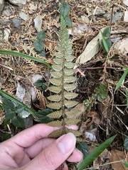 Polystichum prionolepis